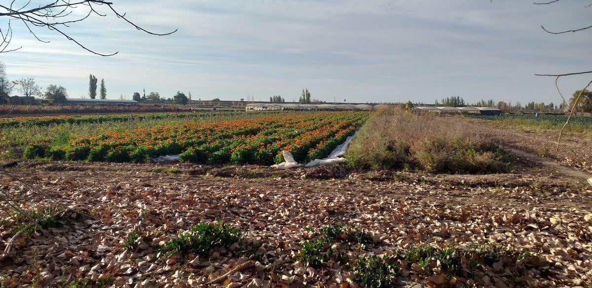 Lote Ruta 60 y Zanetti, Maipu Mendoza Destacado En venta
